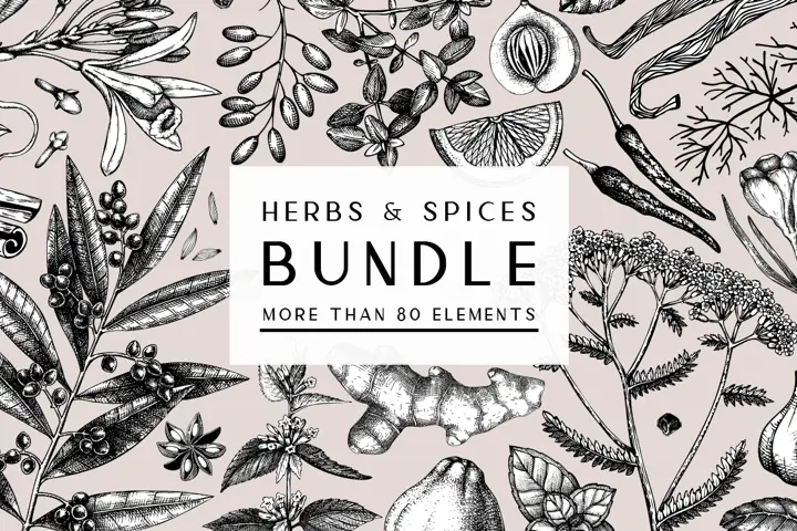 Vector Herbs & Spices Illustrations. Kitchen spices and medicinal herbs sketches.